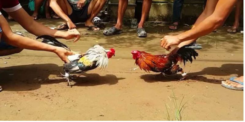 Đá gà đã được hợp pháp hoá tại Campuchia
